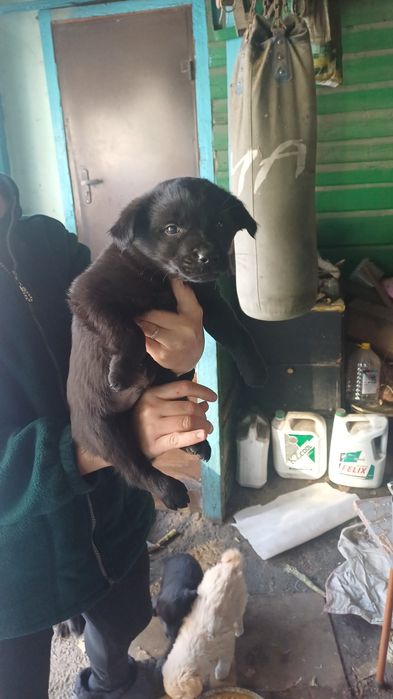 Продам щенков дворняжки