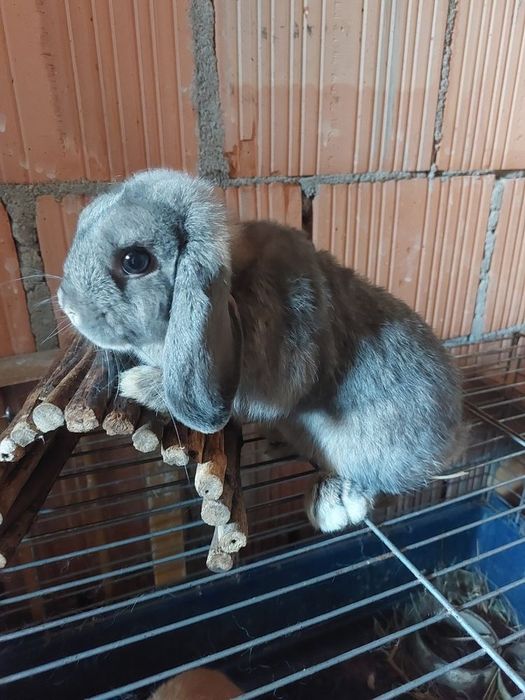 Iepure holland lop,pitic de companie
