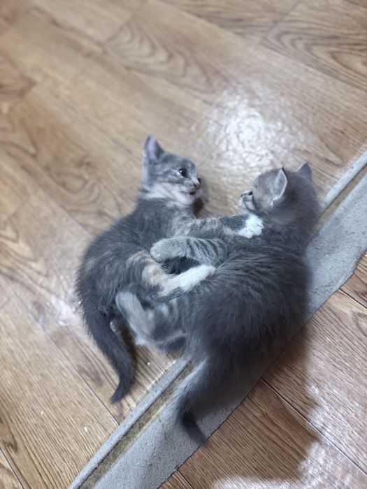 Отдам котят в добрые руки.