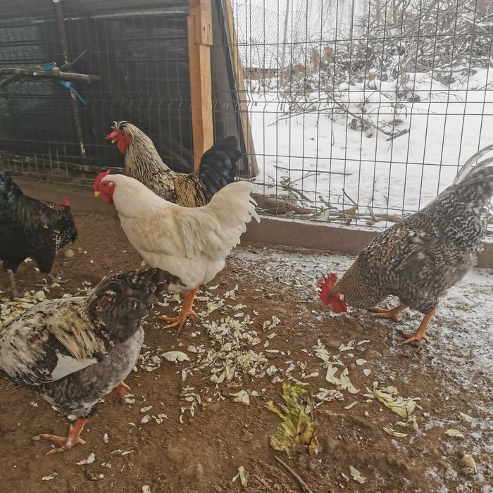 12 cocosei de 10 luni cauta gainuse