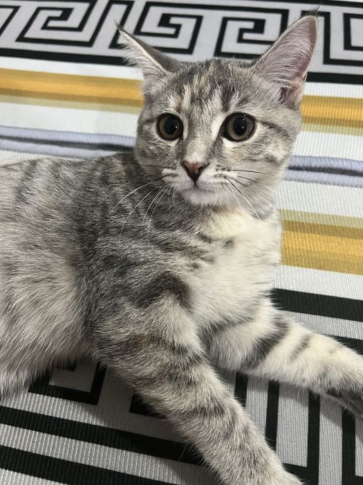 Отдам кошку бесплатно