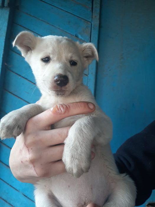 отдам щенят щенят