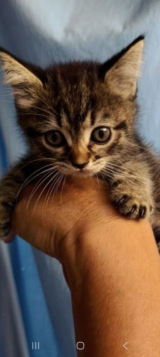 Отдам котят в хорошие руки с дальнейшим отслеживанием