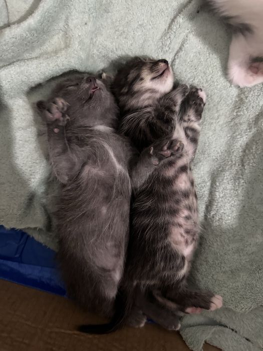 Котенки в хорошие руки