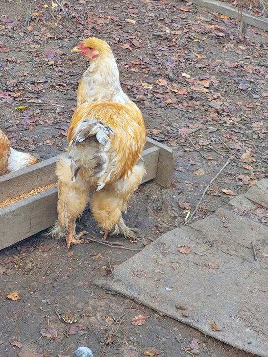 Vând cocoși tineri