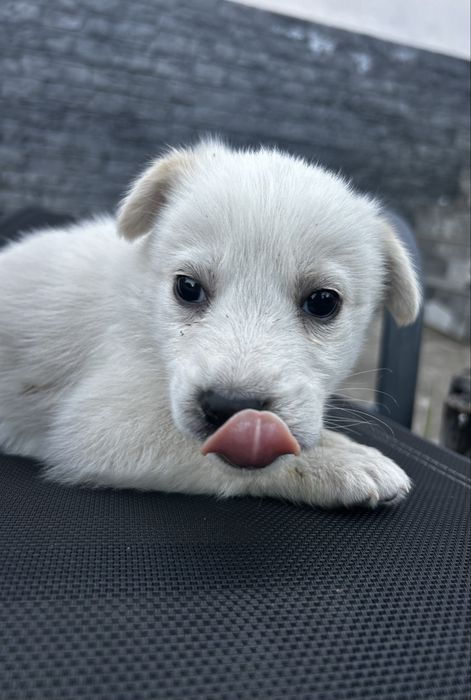 Cateluși spre adopție