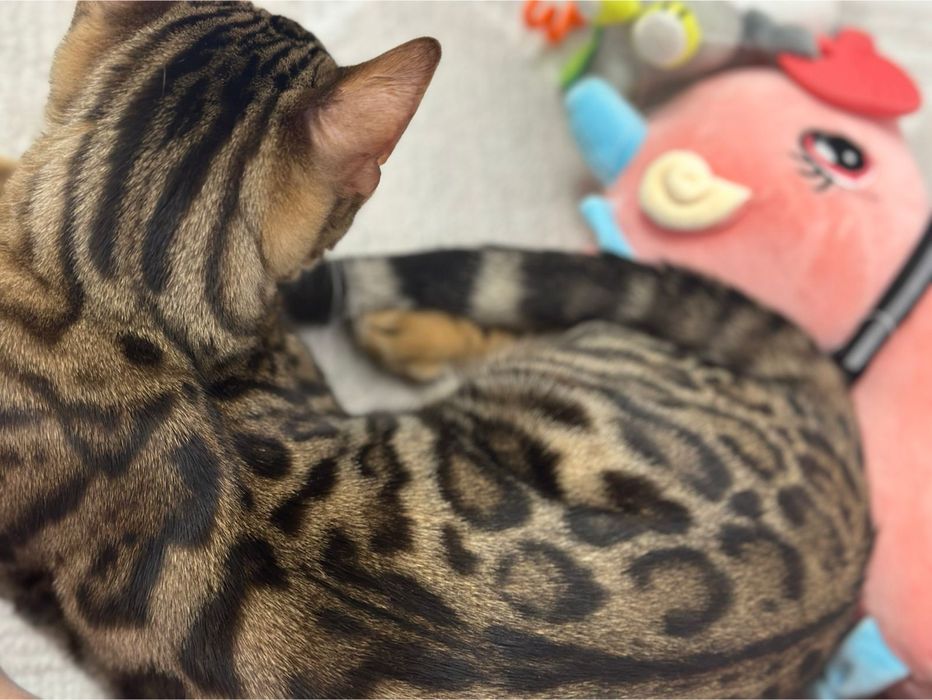 Бенгальский кот на вязку