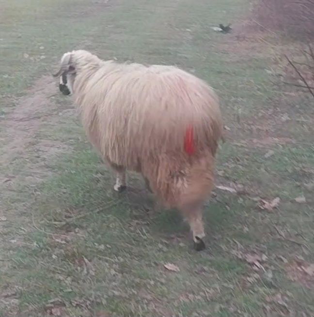 De vânzare berbecut s au schimb pe oaie de tinut