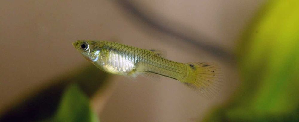 гупешки - гупешки