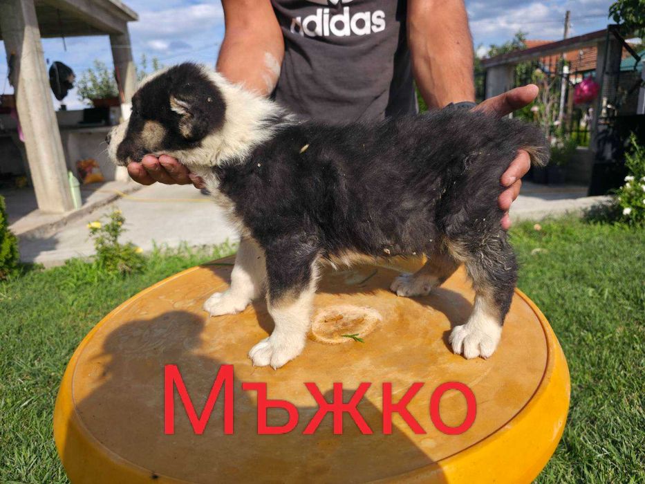 Кученца Чистокръвен Алабай