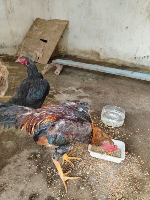 Dakan xo'roz sotiladi