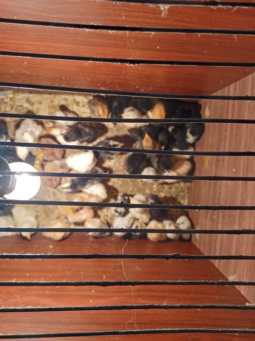 Продается куринные цыплята здоровые домашние..