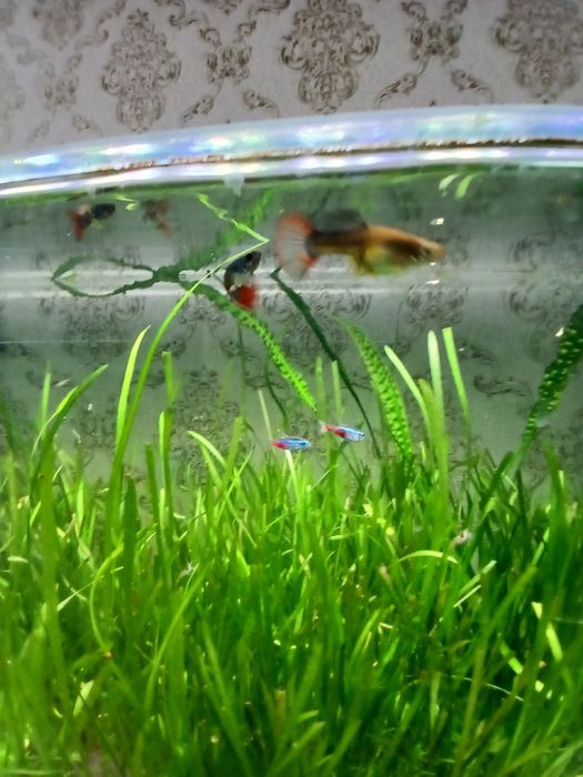 Продам мол/ых гуппи