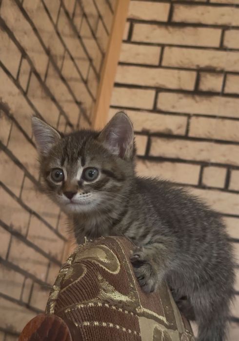 Отдам котят в добрые руки