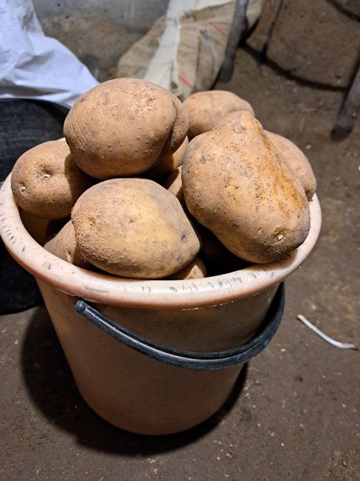 Картофель дачный