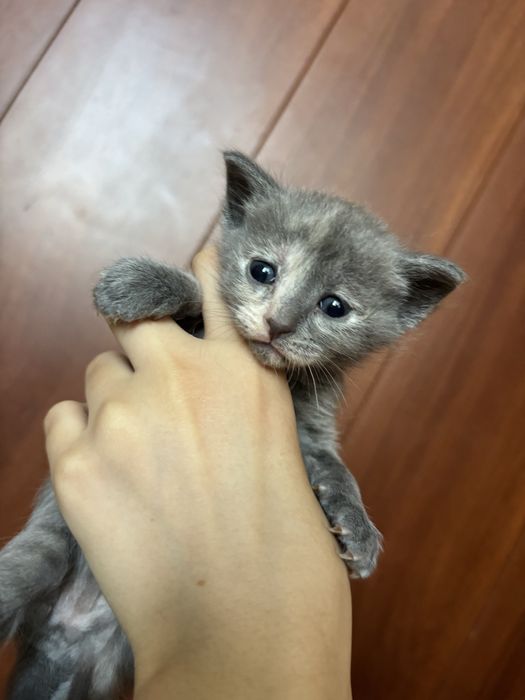 продам котят /метисы