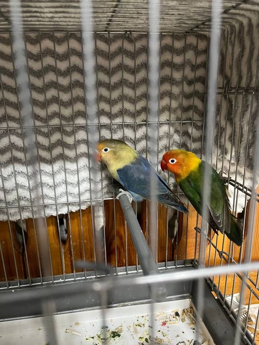 Qushlar bor juda aqilli