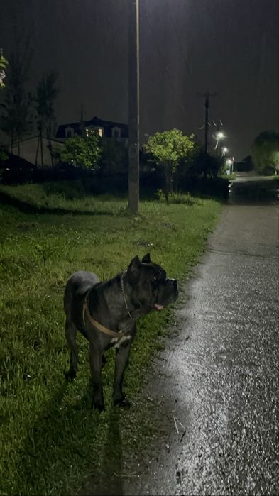 Cane corsa cane corsa