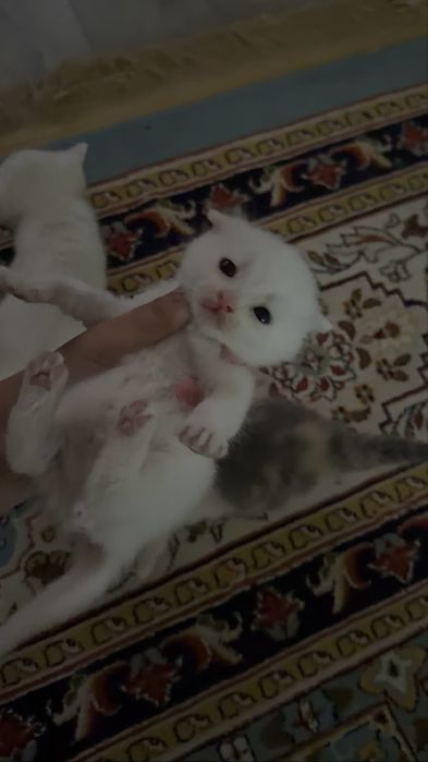 котята веслоухие