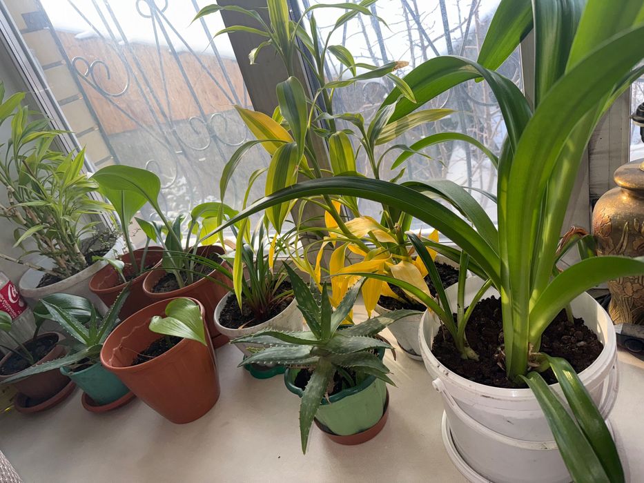 Продам комнатные цветы