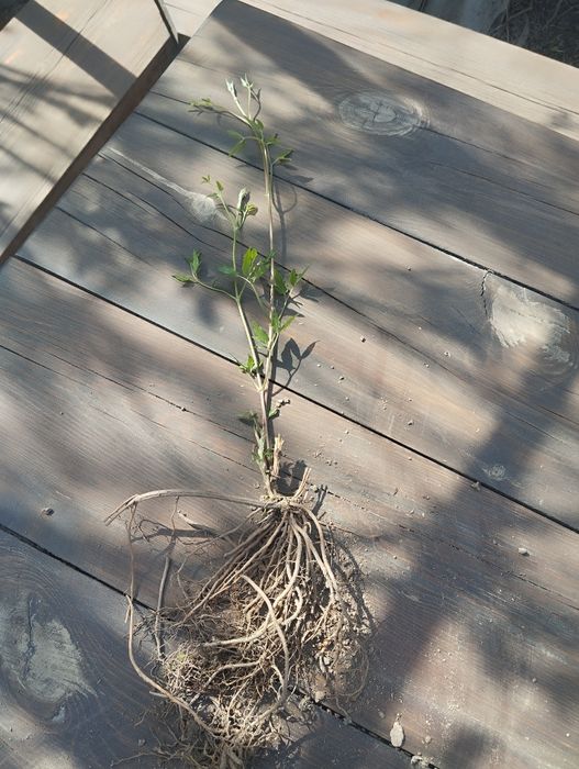 Клематис Фиолетовый