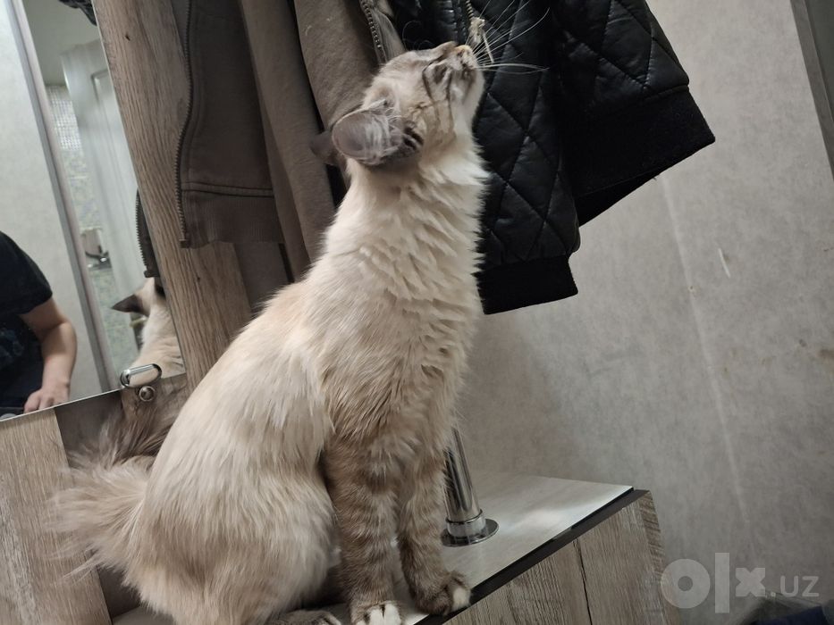 Продаётся кошка невская