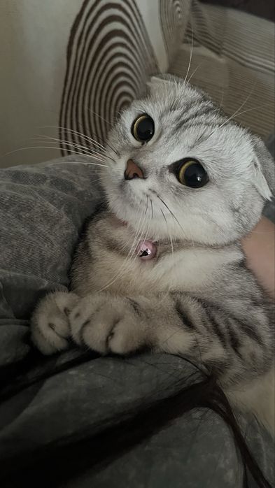 Кошка вислоухая шотландская