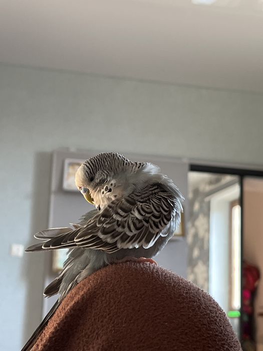 Ручной волнистый попугай