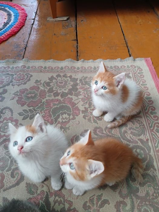 Отдам котят бесплатно