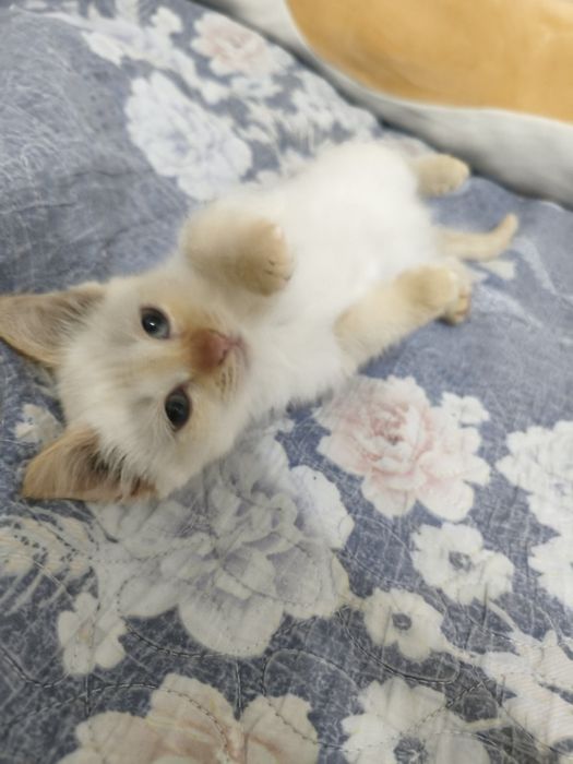 Кошка, ласковая, белая , отдам в хорошие руки