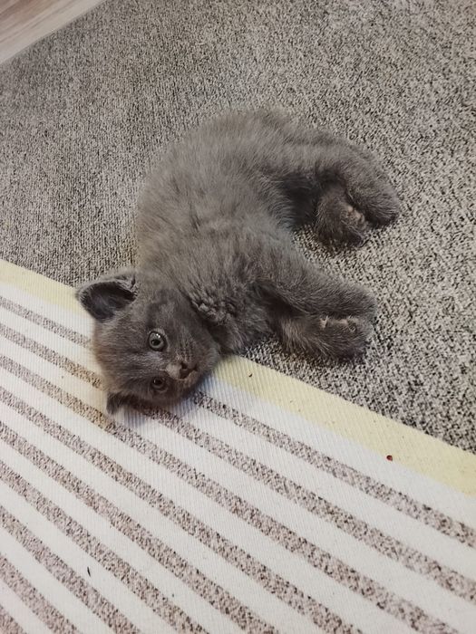 Отдам котят шотландских