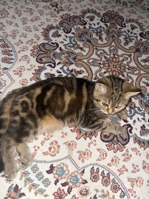 кошка 8 месяцев