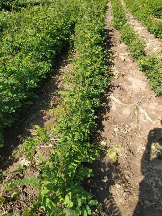 Puteți salcâm și gladiță