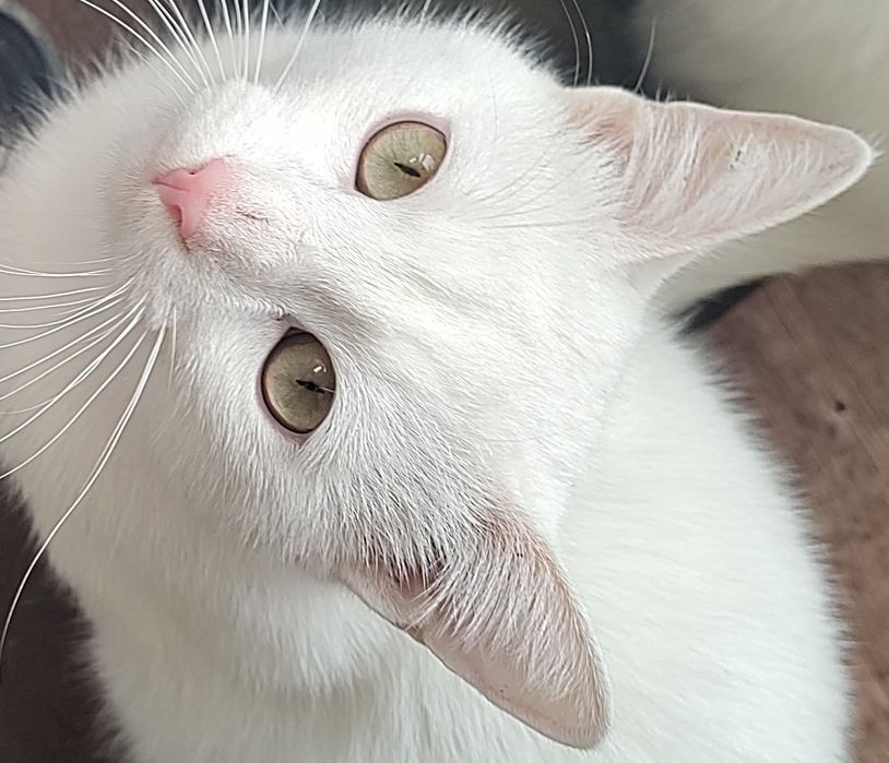 Бели котенца, сини очи, зелени очи,7 мес.Британска късокосместа