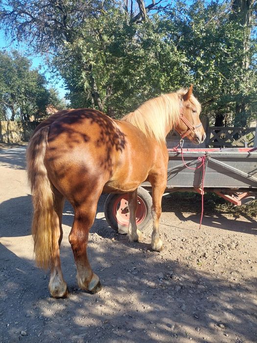 Vând manza semigrea