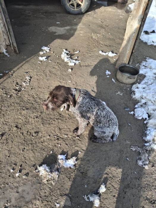 Продам дратхара сука