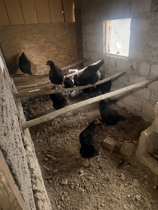 Qora shaxzoda tovuq toza zotli