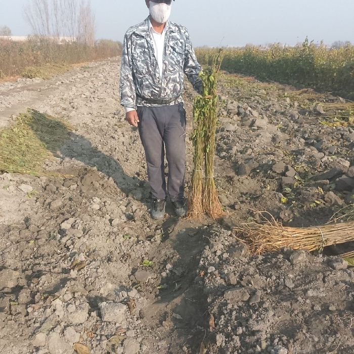 Mevali kuchatlar, Мевали кучатлар