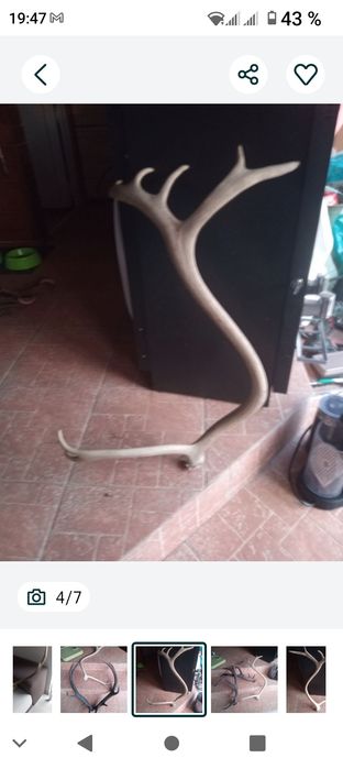 Vând coarne, trofeu cerb