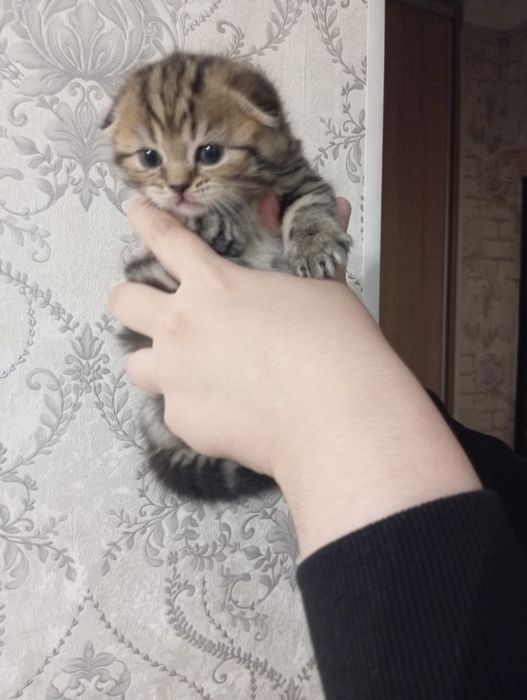 Продаются шотландские котята