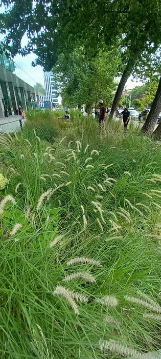 Grădinar dedicat – Îngrijire grădini, amenajare terase, plantări și tratamente plante