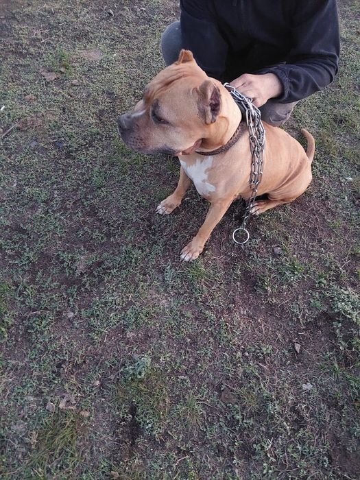 Вязка питбуль!!!