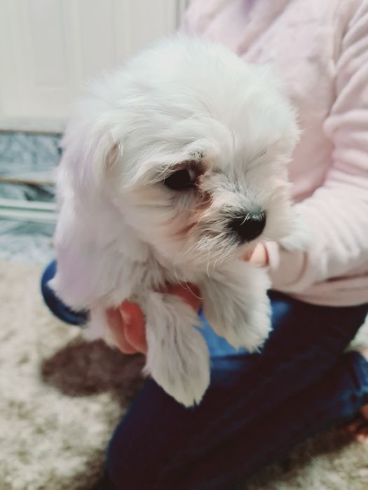 Pui Bichon Maltez