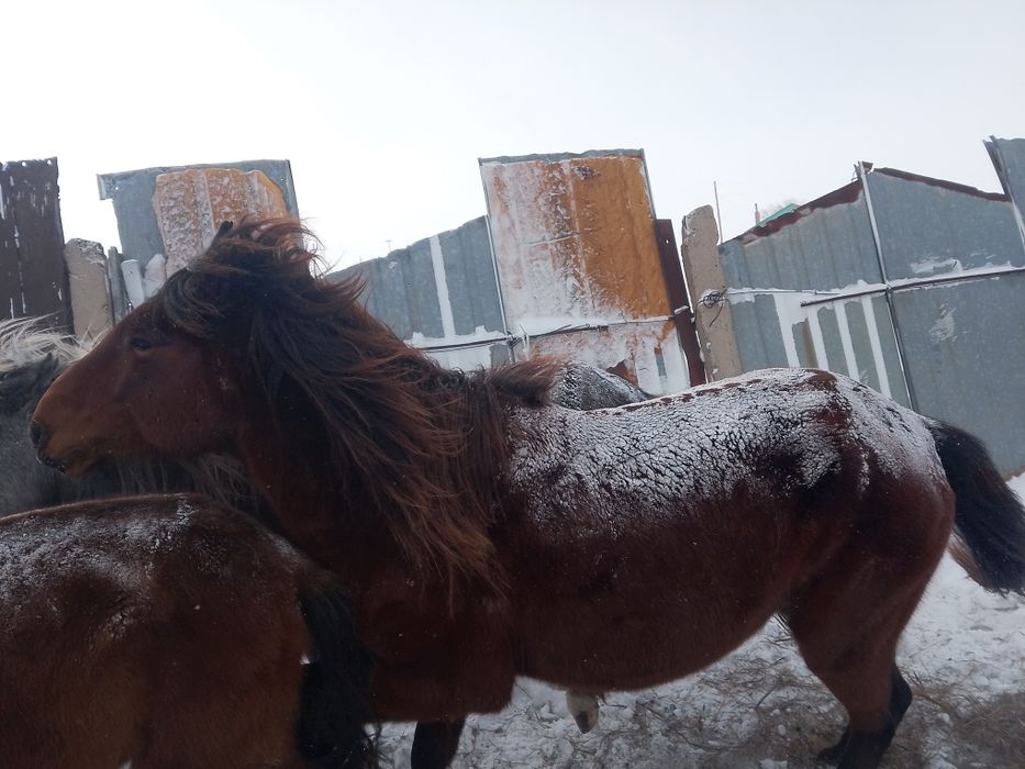 Қазақй ірі айғыр