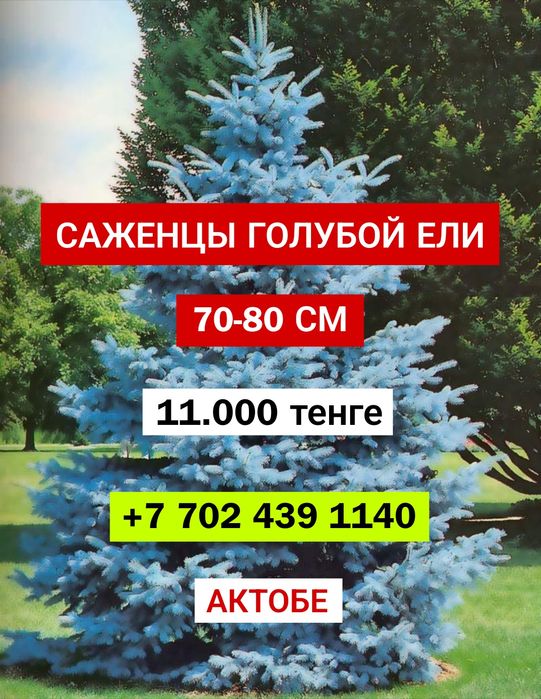 Ели Саженцы Ели голубые