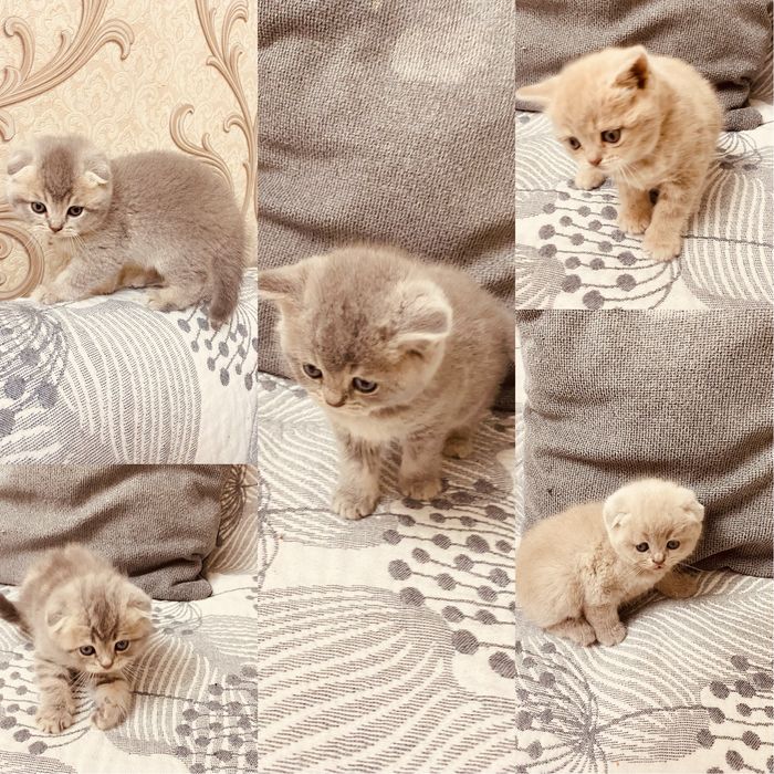 Продам котят 100% здоровы фолд и страйд
