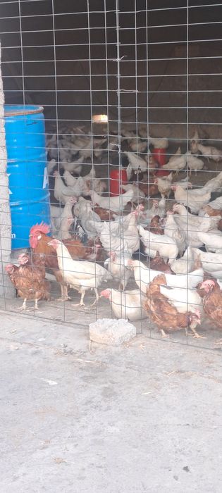 Сенди товуклар сотилади