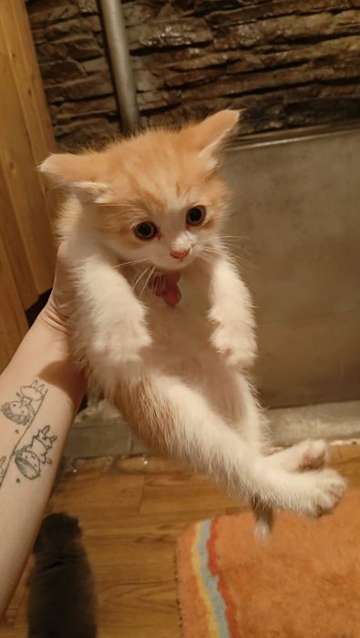 Отдам котят в добрые руки