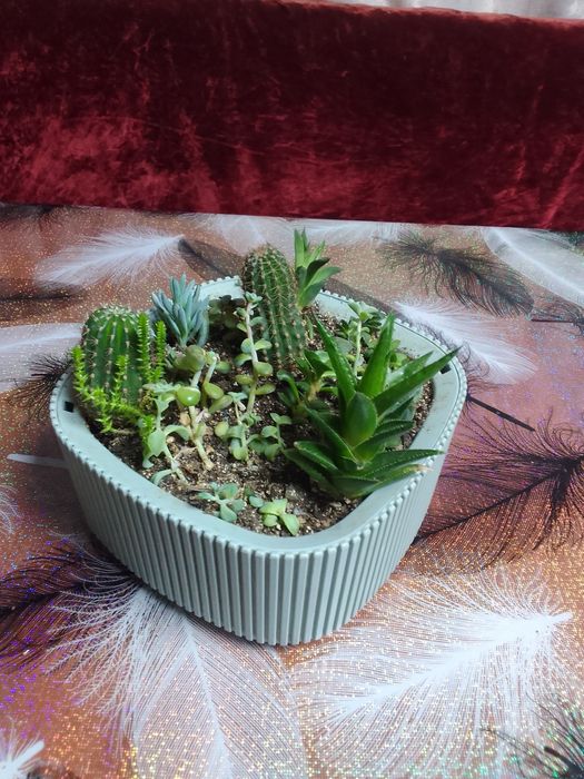 Продам домашние . Цветы.