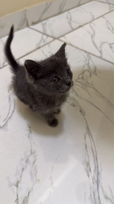 Котенок 1 месяц в добрые руки